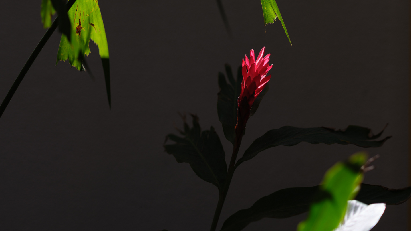 Herbarium Workshop